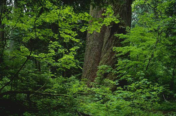 央視紀錄“植樹大王”佘學彬步步生花之路